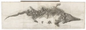 Nahezu vollständiges Skelett eines Ichthyosaurus, 1818 von Mary Anning entdeckt, gestochen von James Basire II nach einer Zeichnung von William Clift.