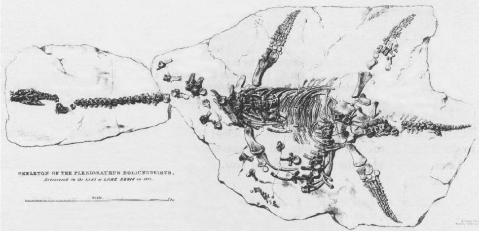 Lithografie des Skeletts von Plesiosaurus dolichodeirus, gefunden von Mary Anning im Jahr 1823.