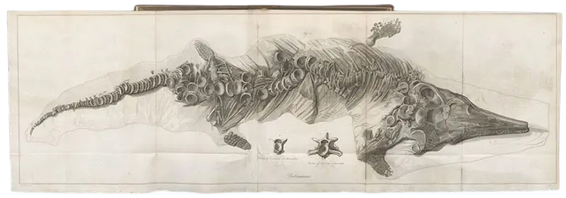 Nahezu vollständiges Skelett eines Ichthyosaurus, 1818 von Mary Anning entdeckt, gestochen von James Basire II nach einer Zeichnung von William Clift.